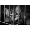 Animal Shelter of Love 眾生緣流浪動物之家 Cat Can Food Donation 貓罐頭捐贈 400gX24